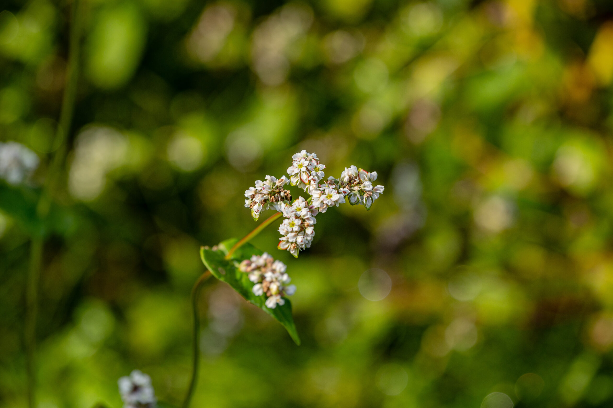 そばの花